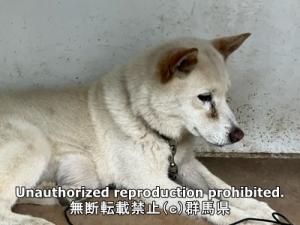 保護している犬の横側の写真2