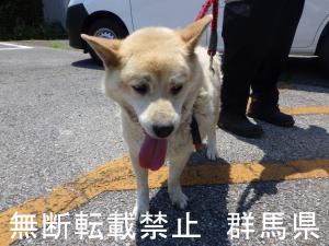犬の写真1