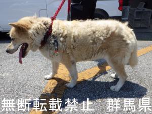 犬の写真2