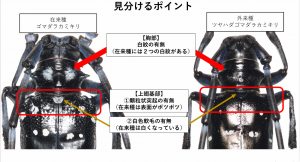 福島県提供のゴマダラカミキリとツヤハダゴマダラカミキリを見分けるポイント