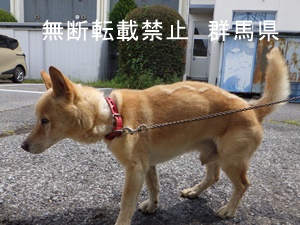 保護している犬の写真1