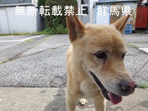 保護している犬の写真2
