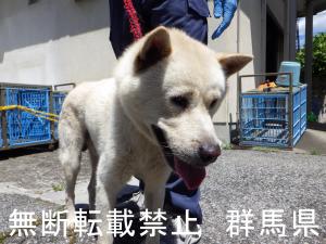 犬の写真1