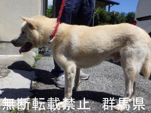 犬の写真2