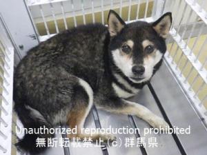 収容犬の顔画像