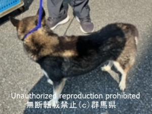 収容犬の横画像