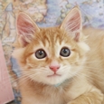シュクルの顔の画像2