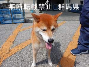 保護している犬の写真１