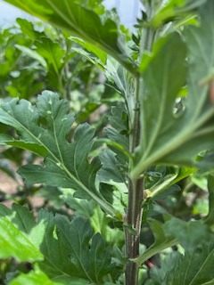 芽かき後の画像