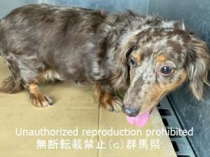 収容犬の顔の画像
