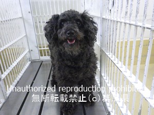 保護している犬の写真1