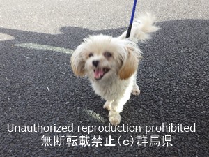 保護している犬の写真1