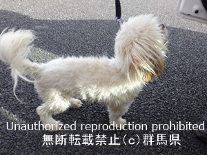 保護している犬の写真2