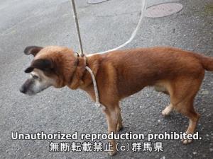 保護している犬の横側の写真