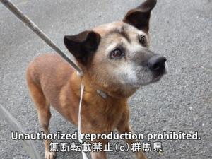 保護している犬の写真正面