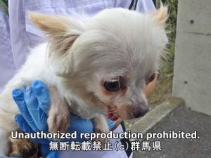 保護している犬の写真正面