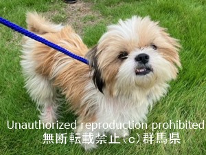 保護している犬の写真1