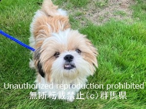 保護している犬の写真2