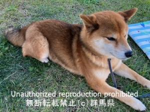 収容犬の横写真