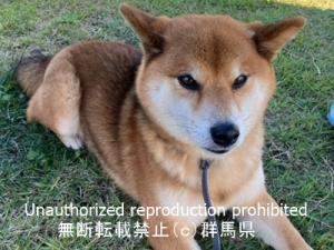 収容犬の顔写真