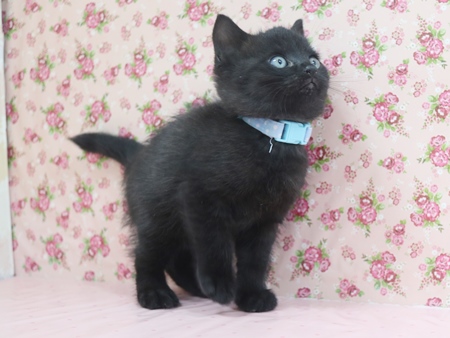 ジョーヌのからだ画像1