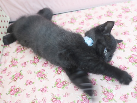 ジョーヌのからだ画像3