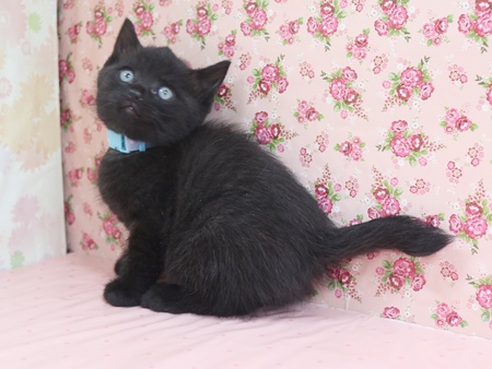 ジョーヌのからだ画像2