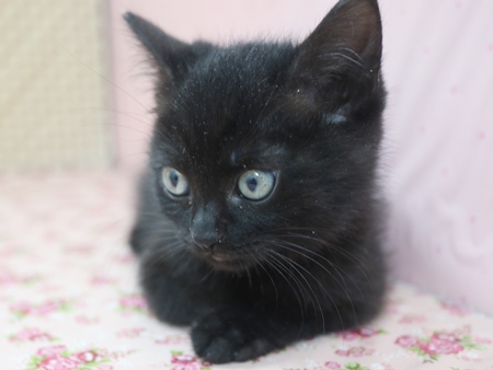 クルールのからだ画像3