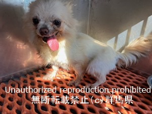 保護している犬の写真1