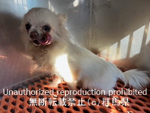 保護している犬の写真2
