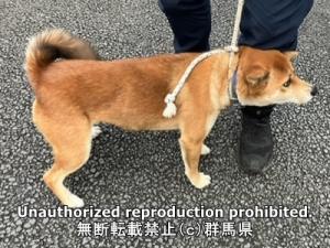 保護している犬の横側の写真
