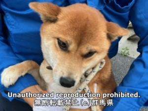 保護している犬の写真正面