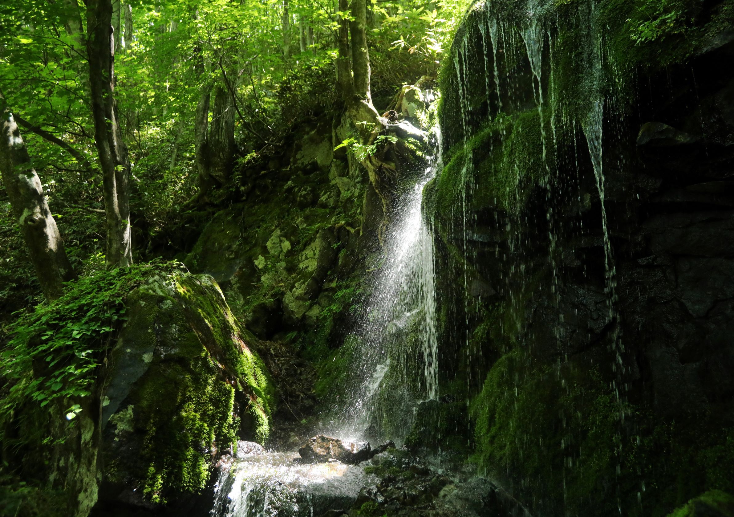第55回(令和4年度)鹿沢温泉観光協会長賞の作品写真