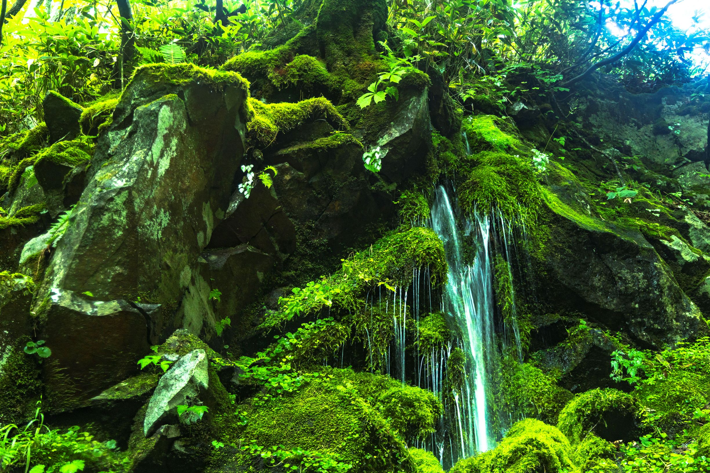 第57回(令和6年度)鹿沢温泉観光協会長賞の作品写真