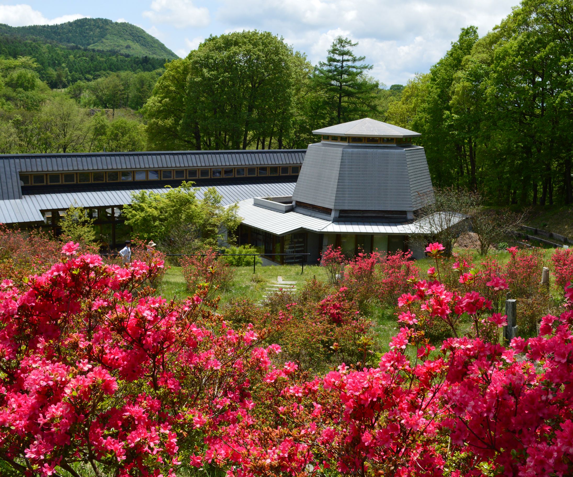 第56回（令和5年度）沢渡温泉旅館組合長賞　ツツジの花咲く丘（中之条町・花楽の里）の写真
