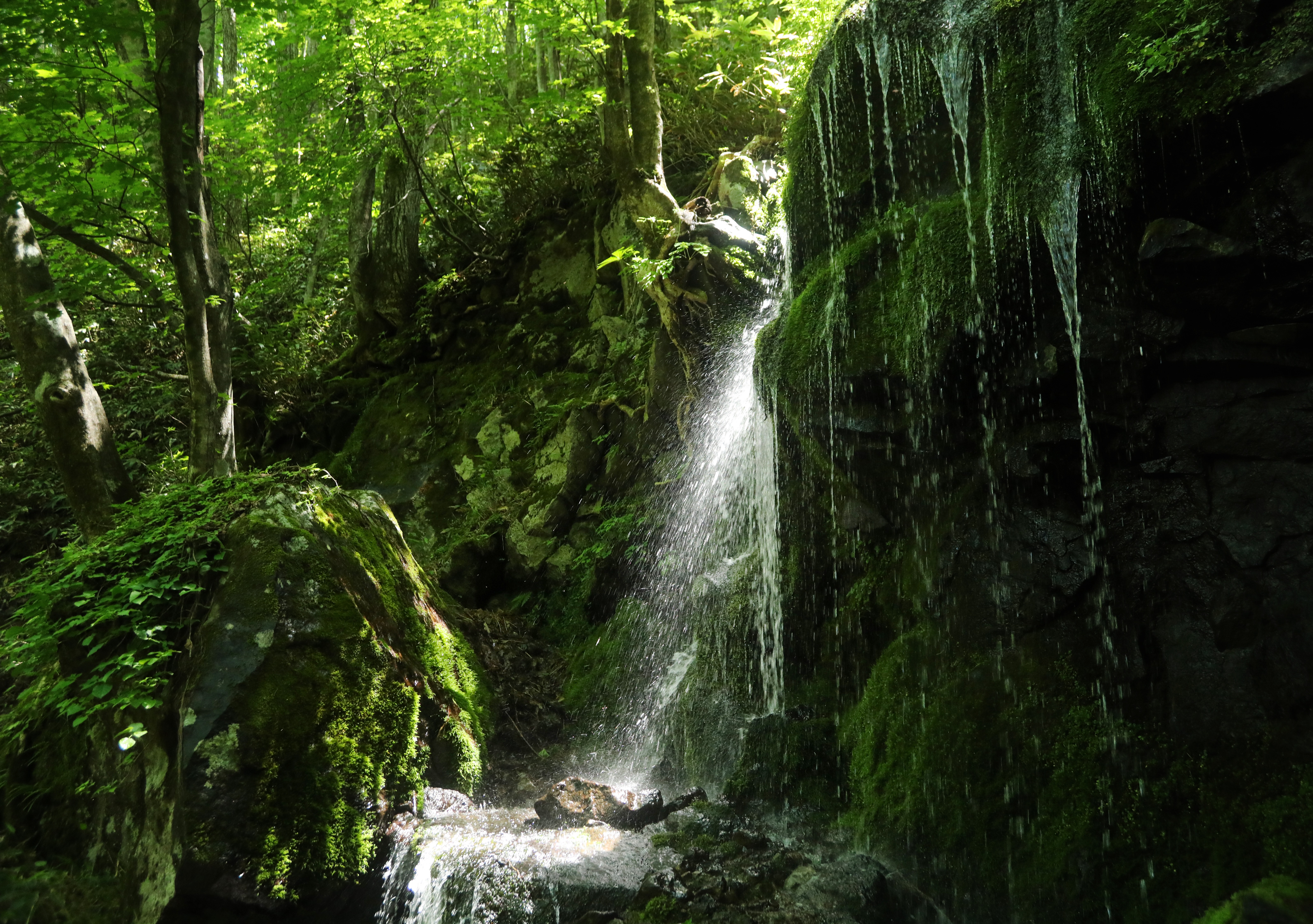 第55回(令和4年度)鹿沢温泉観光協会長賞の作品写真