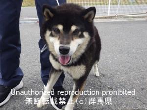 収容犬の顔の画像