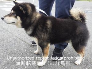 収容犬の横の画像