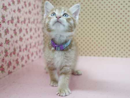 ロワのからだの画像3