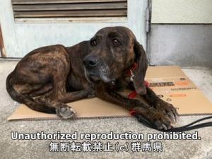 保護している犬の横側の写真