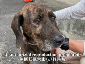 保護している犬の写真正面