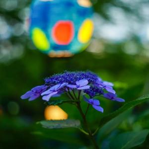 ４位photo.yuka_さん,小野池あじさい公園（渋川市）