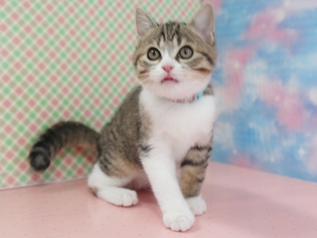 ぽんずのからだの画像1