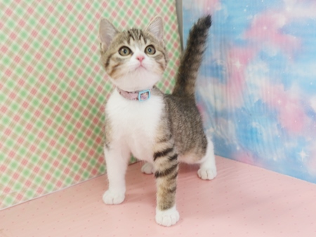 ぽんずのからだの画像2