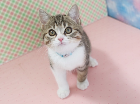 ぽんずのからだの画像3