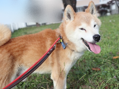 福禄寿のからだの画像4