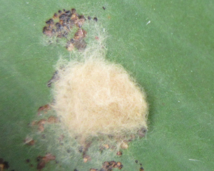 ハスモンヨトウの卵塊の画像