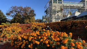 マリーゴールド（オレンジ）の写真