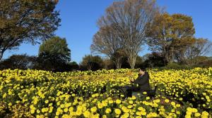 マリーゴールド（黄色）の写真