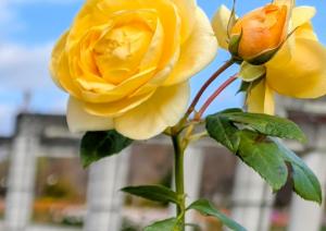 ココンジョーヌ（バラ）の写真